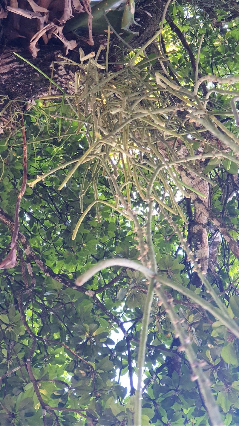 Rhipsalis floccosa subsp. floccosa photo 3