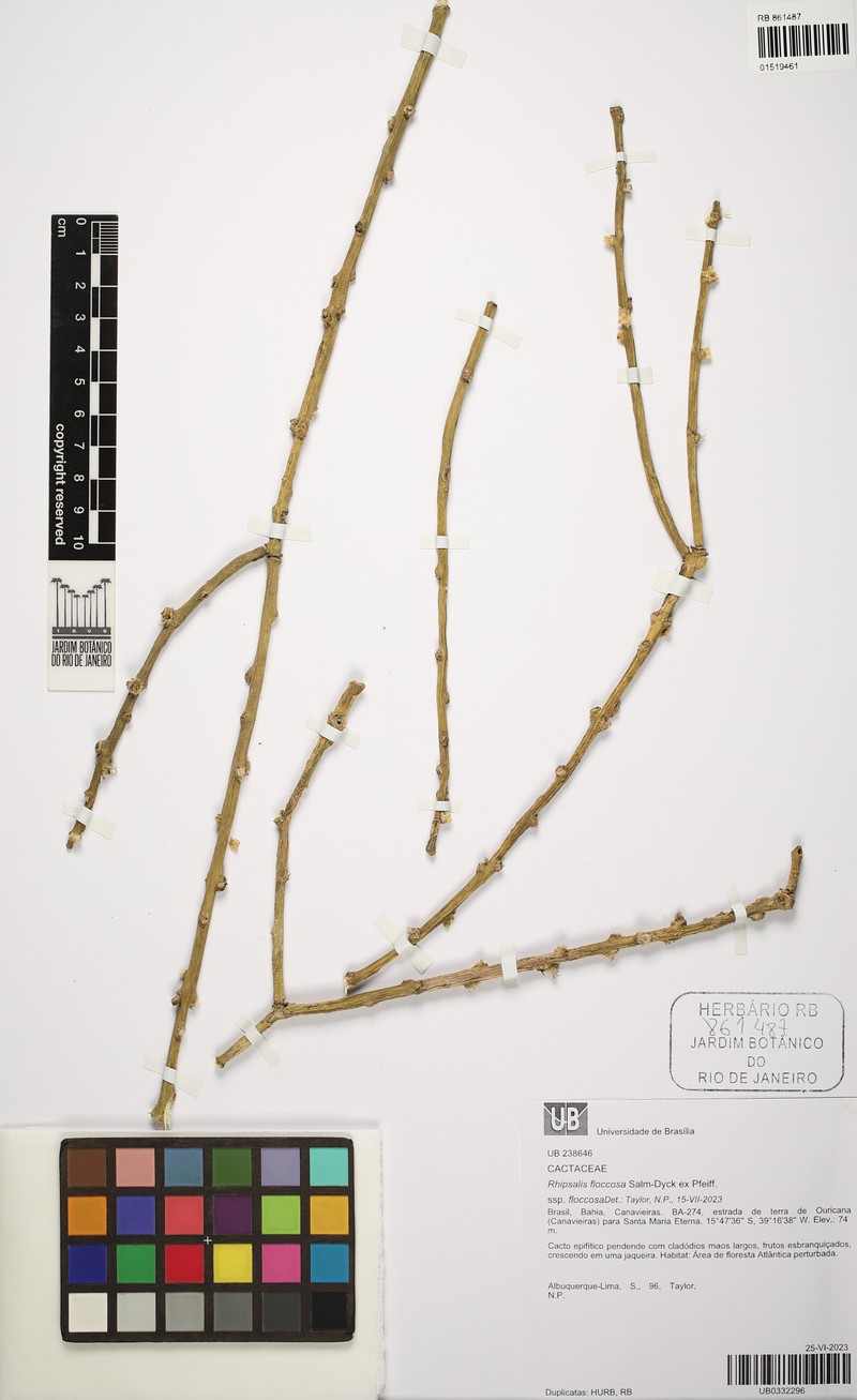 Rhipsalis floccosa subsp. floccosa photo 4