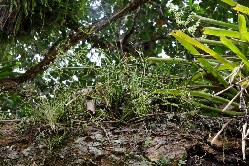 Rhipsalis hileiabaiana photo 2