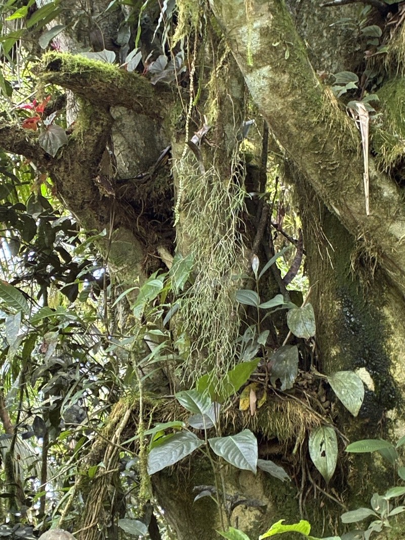 Rhipsalis hileiabaiana photo 3