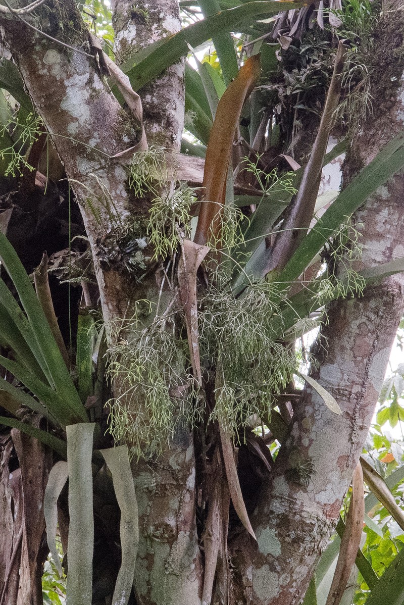 Rhipsalis hileiabaiana photo 4
