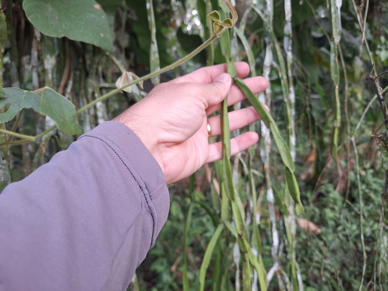 Rhipsalis paradoxa subsp. paradoxa