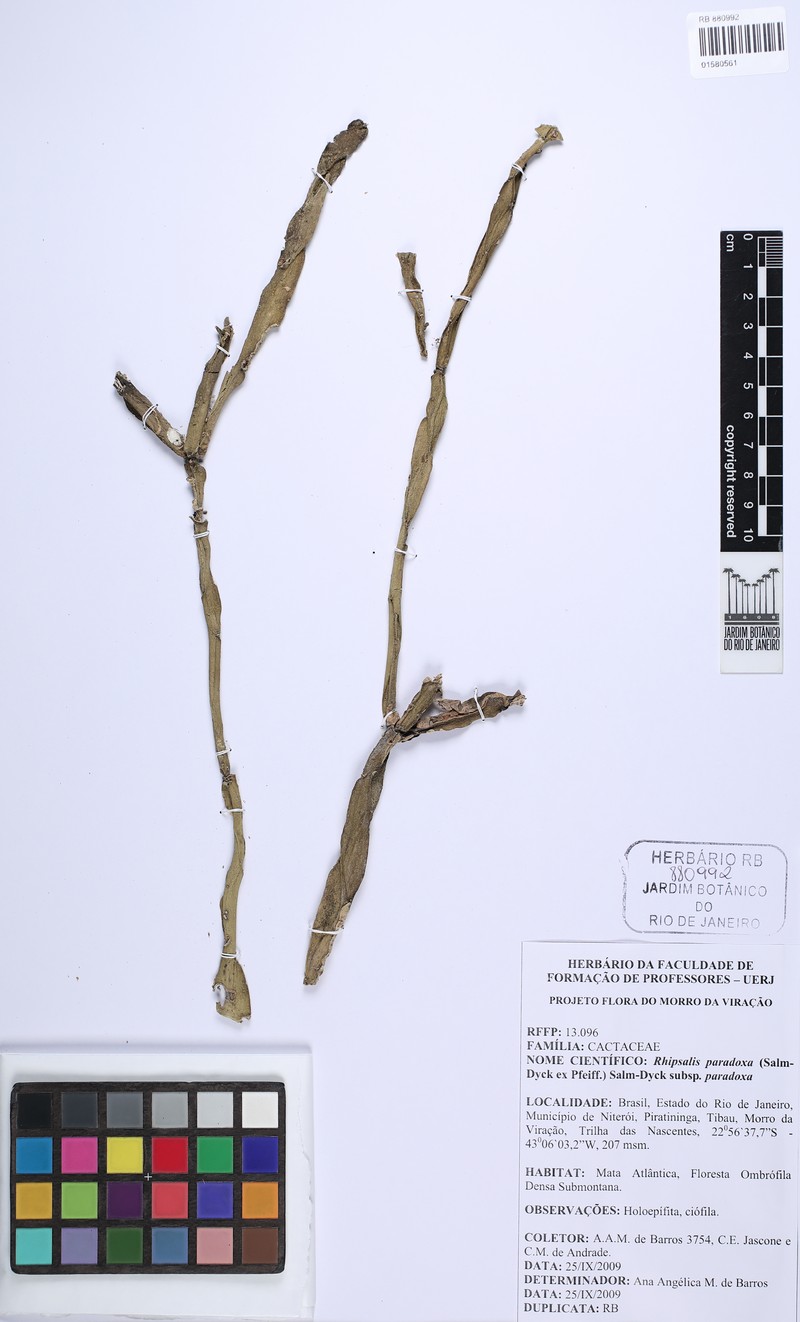 Rhipsalis paradoxa subsp. paradoxa photo 2