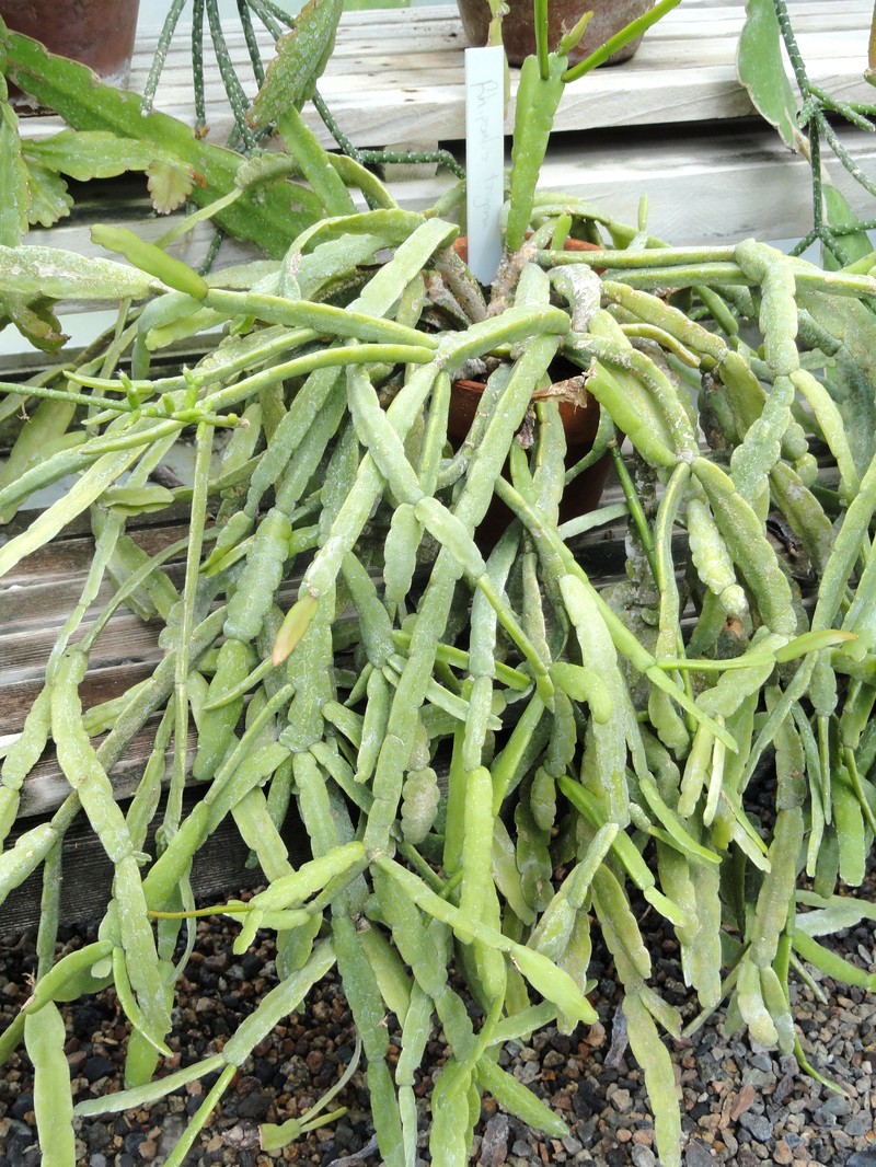 Rhipsalis trigonoides