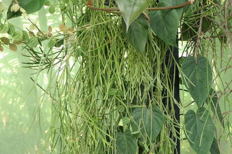 Rhipsalis trigonoides photo 2