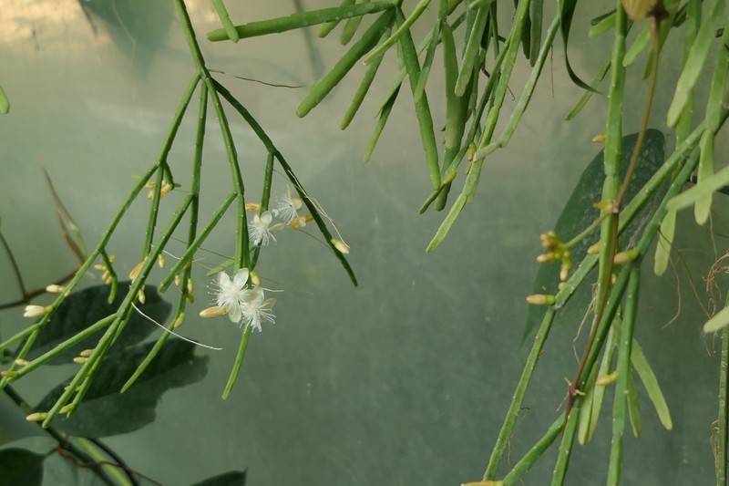 Rhipsalis trigonoides photo 3