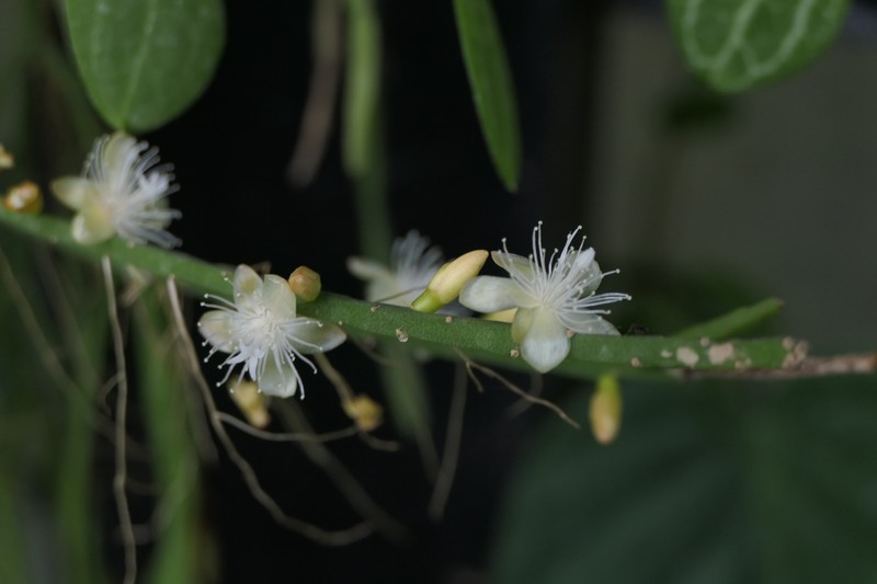 Rhipsalis trigonoides photo 4