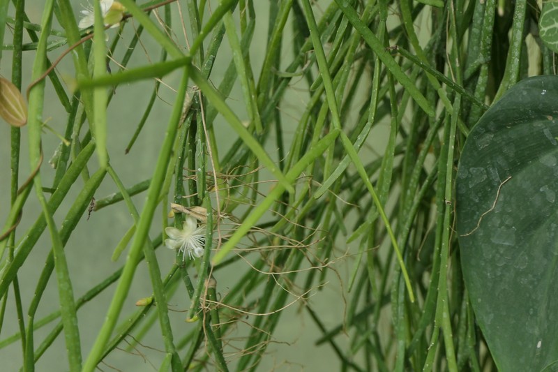 Rhipsalis trigonoides photo 5