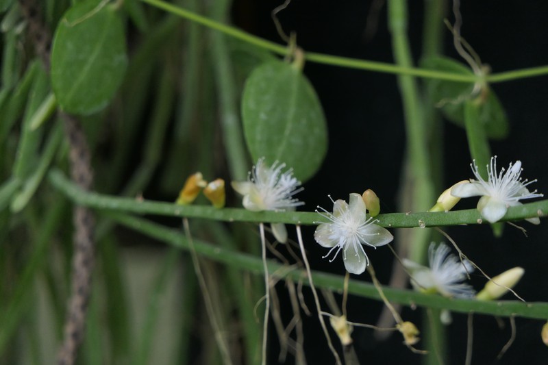 Rhipsalis trigonoides photo 6