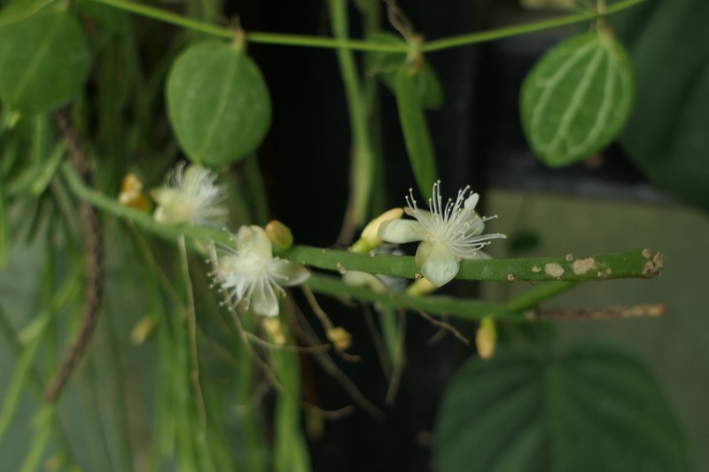 Rhipsalis trigonoides photo 7