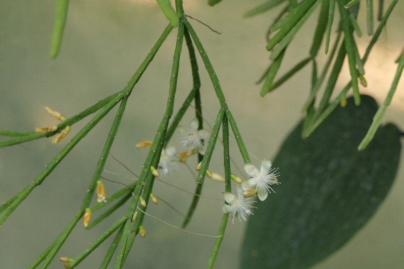 Rhipsalis trigonoides photo 8