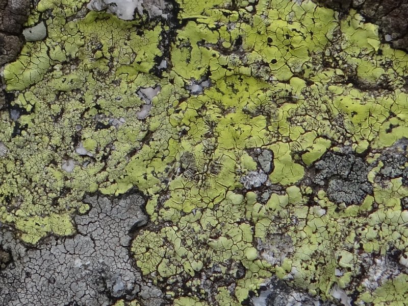 Map Lichen