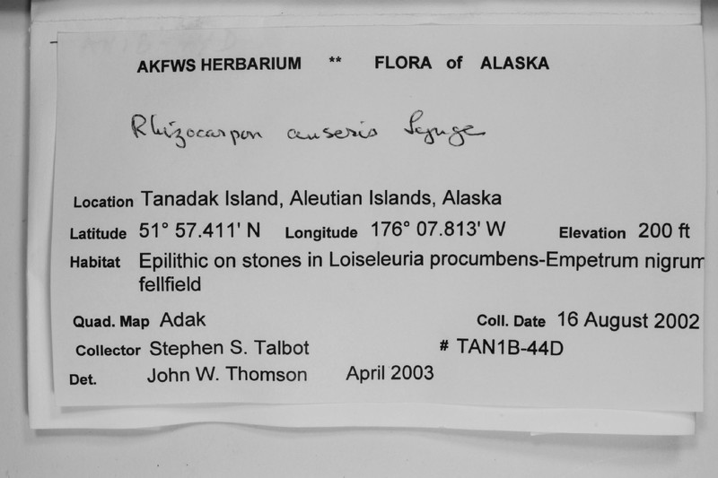 Map Lichen