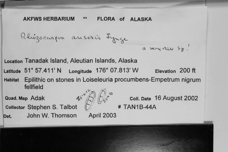 Map Lichen photo 2