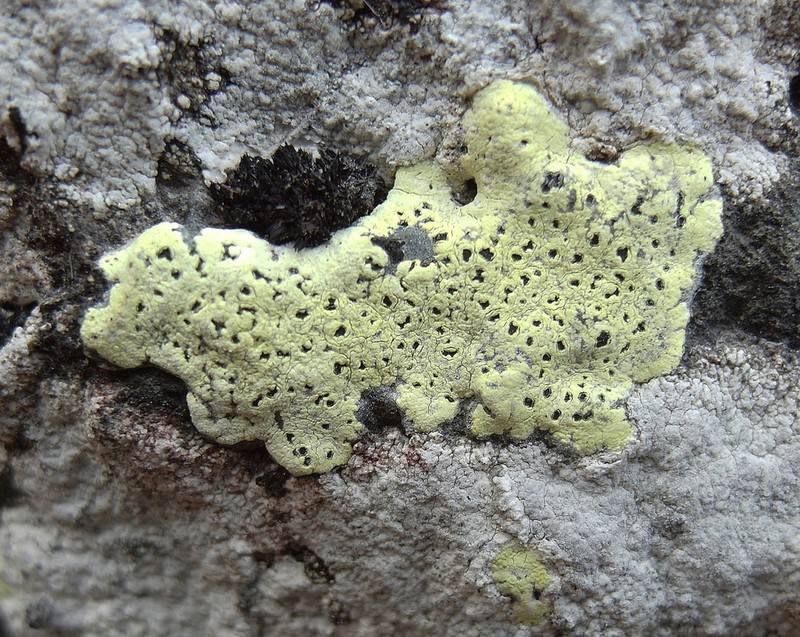Map Lichen