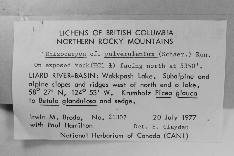 Map Lichen photo 5