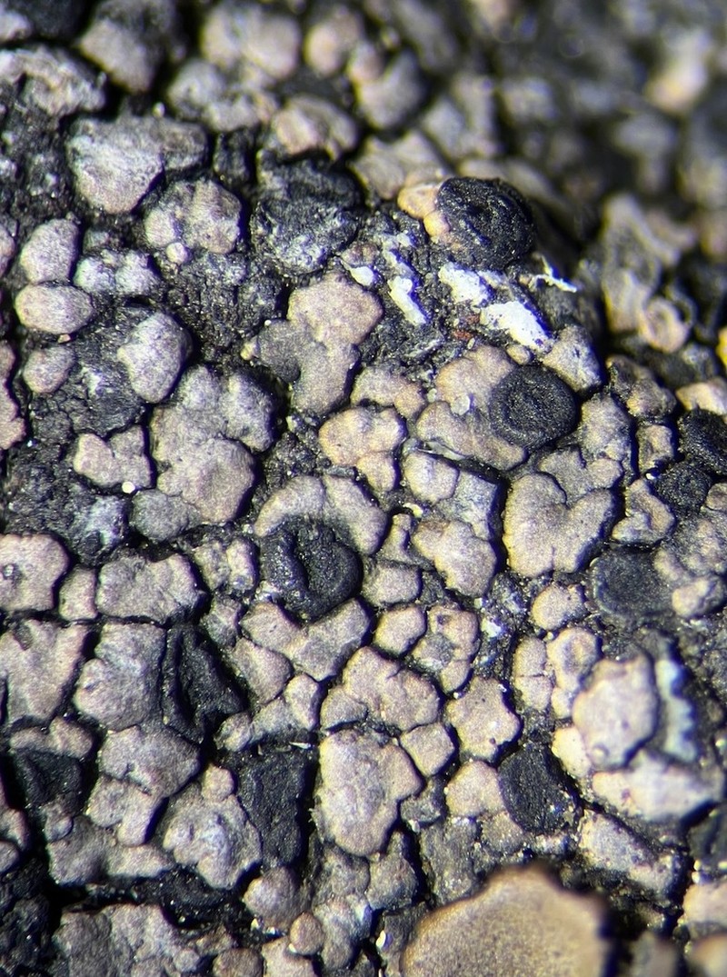 Map Lichen photo 2