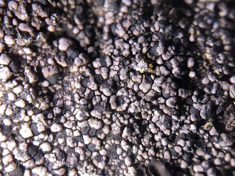 Map Lichen photo 3