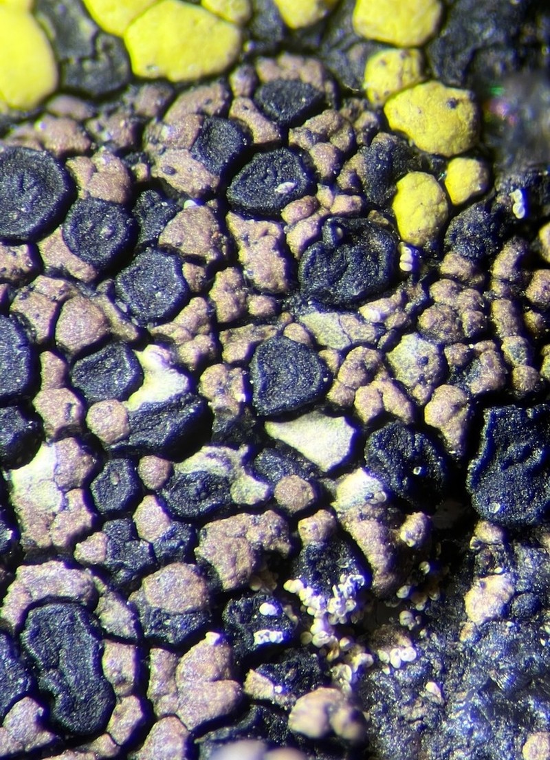 Map Lichen photo 4