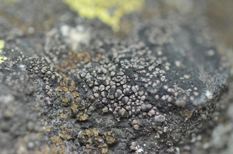 Map Lichen photo 5