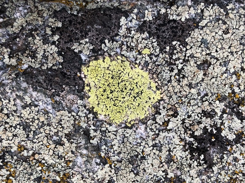 Map Lichen photo 6