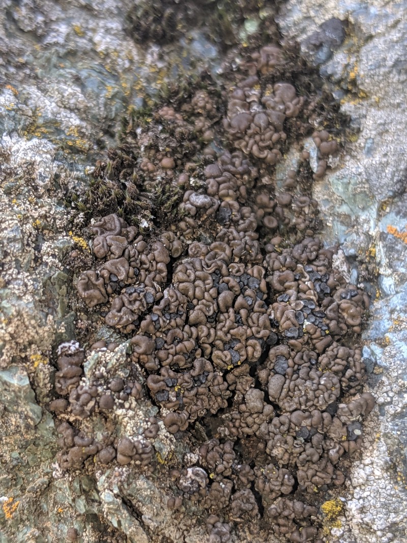 Bolander's Map Lichen photo 3