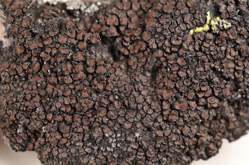 Bolander's Map Lichen photo 4