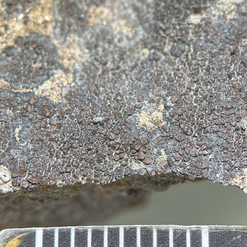 Bolander's Map Lichen photo 5