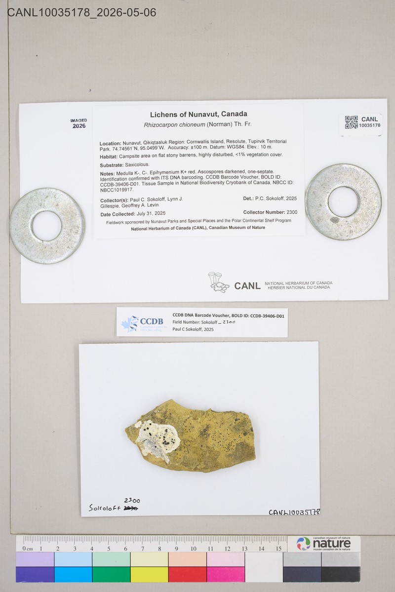 Map Lichen