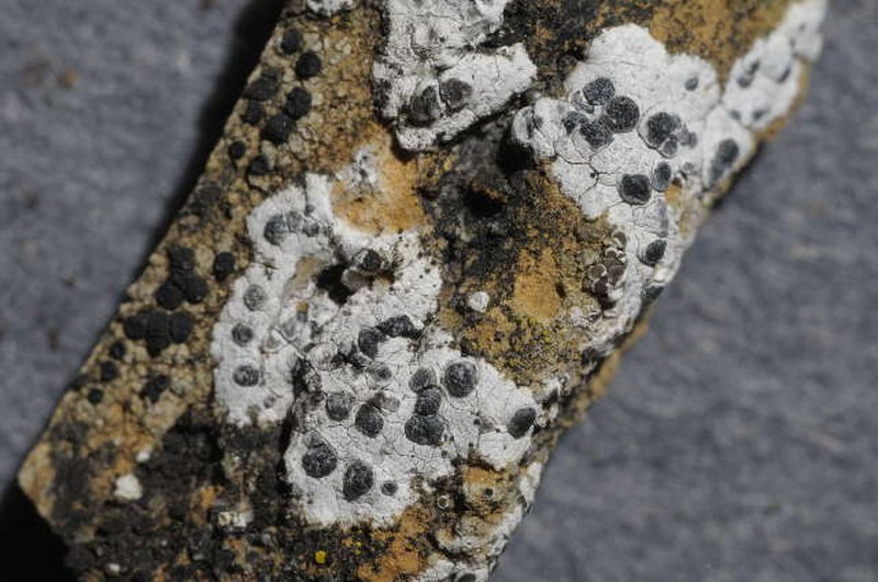 Map Lichen photo 4