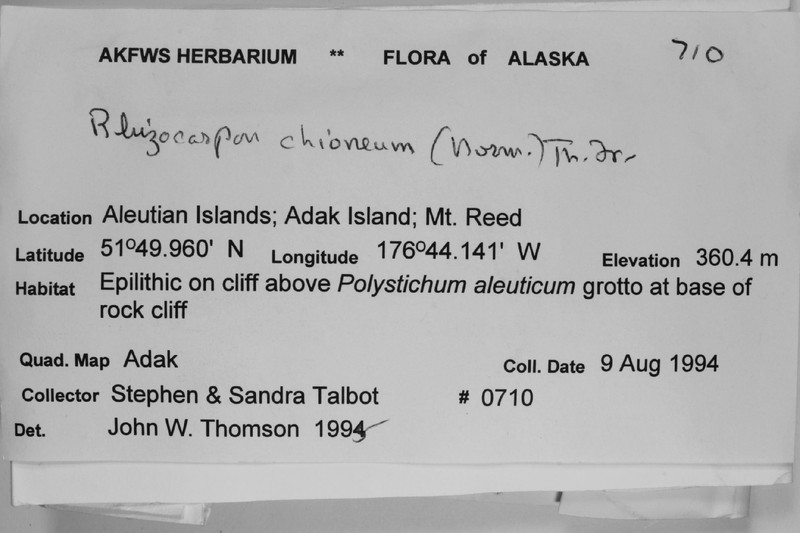Map Lichen photo 5
