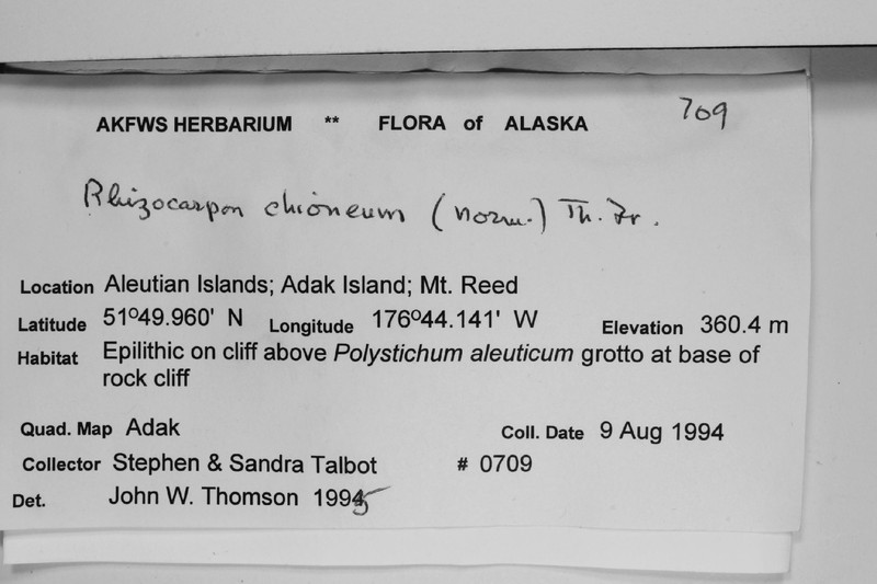Map Lichen photo 7