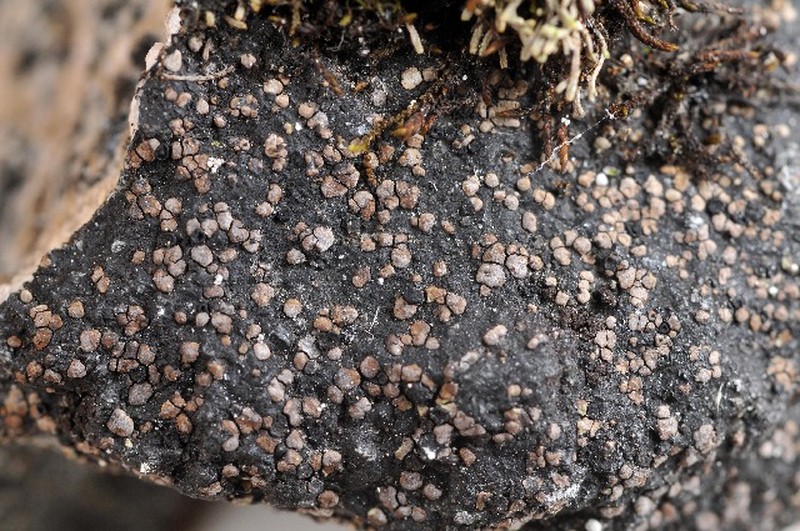 Map Lichen