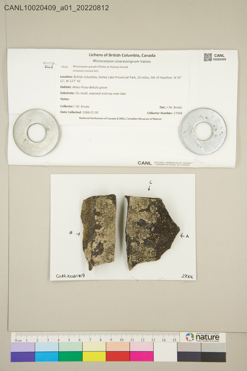 Map Lichen photo 3