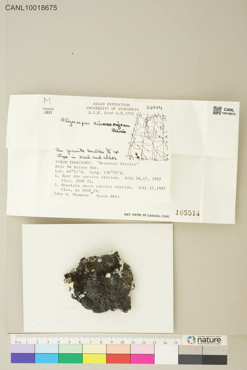 Map Lichen photo 7
