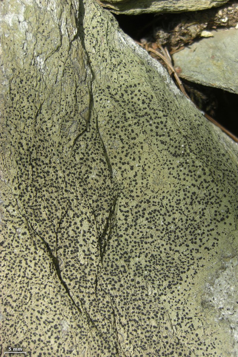 Map Lichen