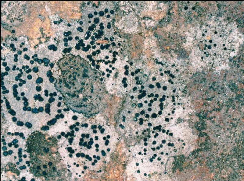 Concentric Map Lichen