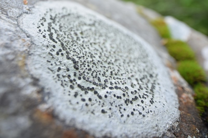 Concentric Map Lichen photo 2