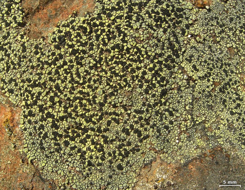 Cooke's Map Lichen