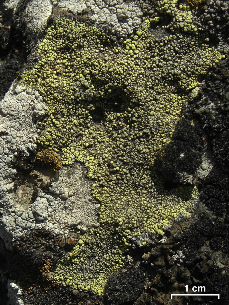 Cooke's Map Lichen