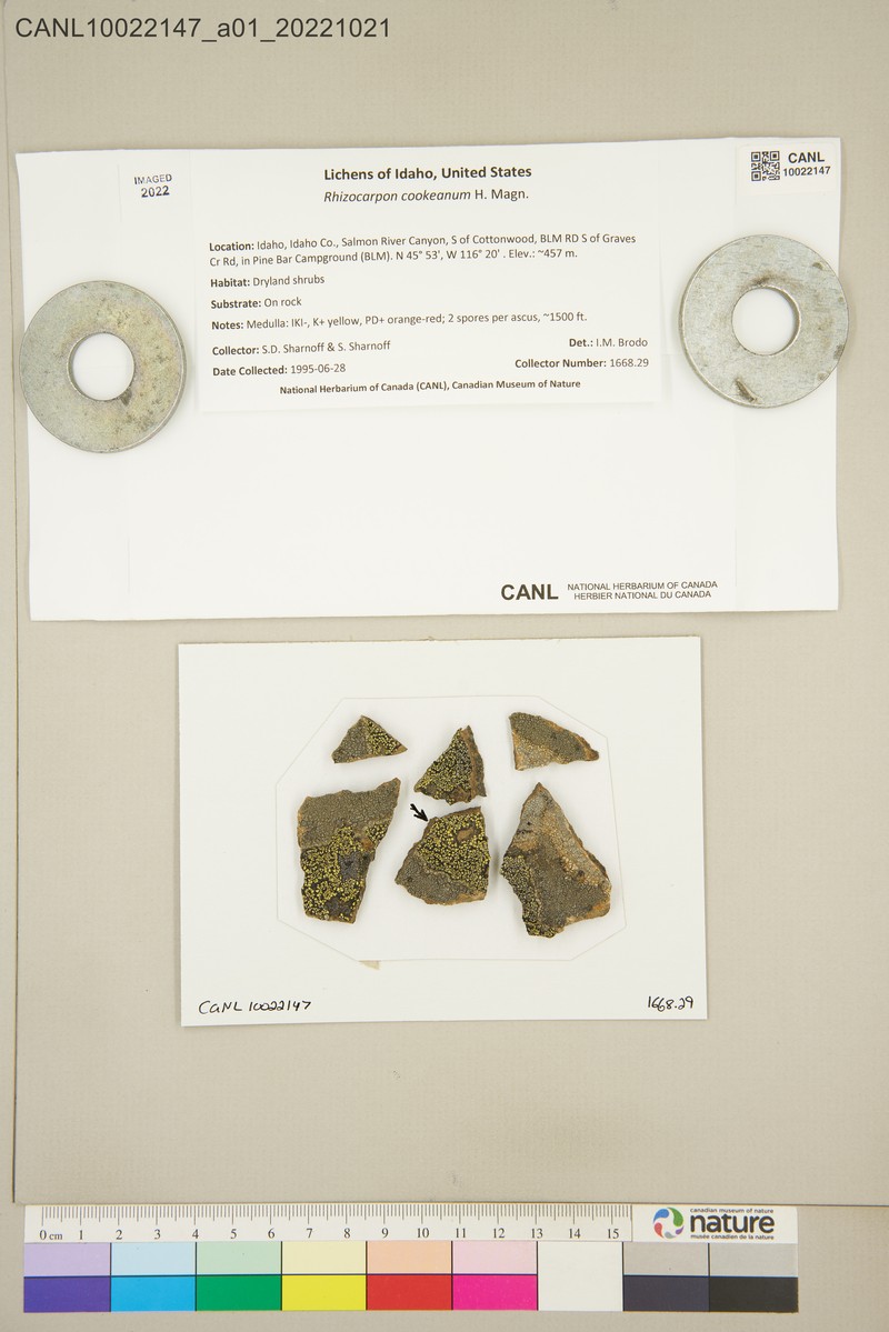 Cooke's Map Lichen photo 2