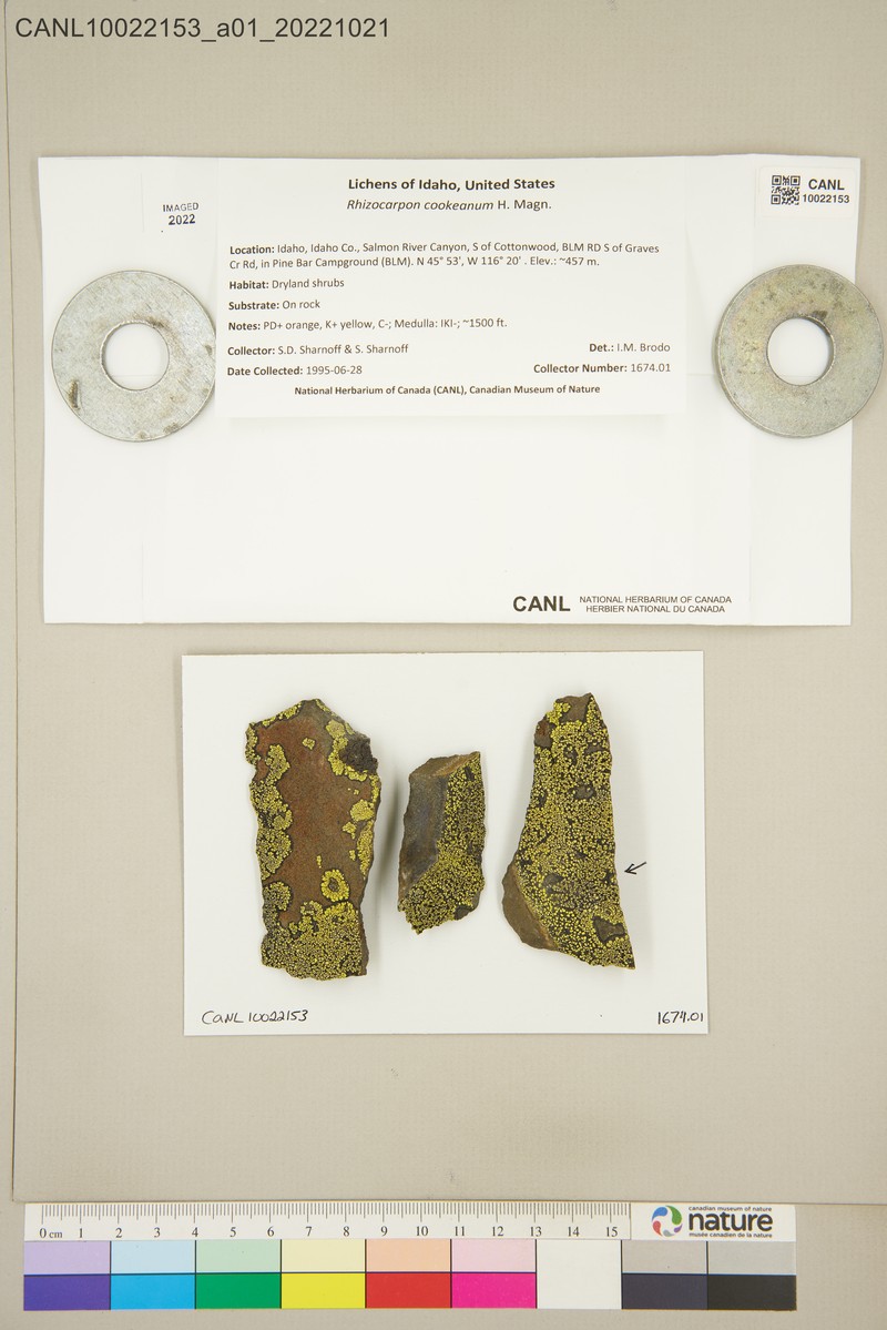 Cooke's Map Lichen photo 3