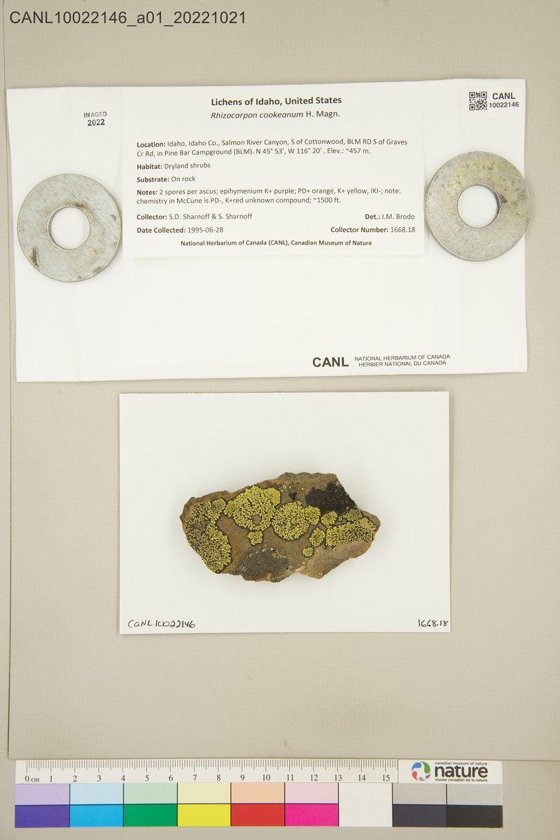 Cooke's Map Lichen photo 4
