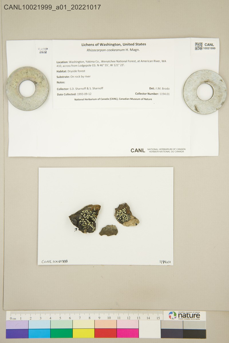 Cooke's Map Lichen photo 5