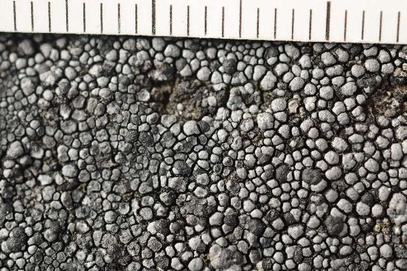 Copeland's Map Lichen