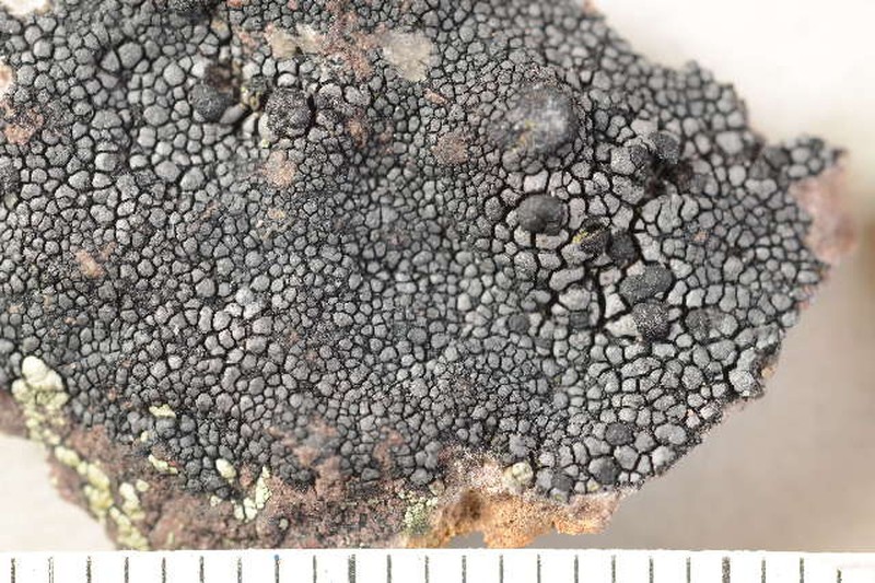 Copeland's Map Lichen photo 2