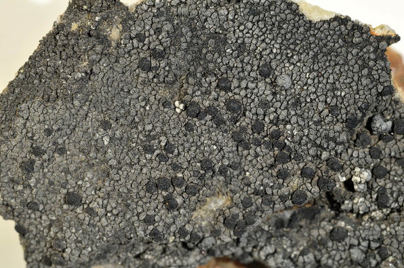 Copeland's Map Lichen photo 3