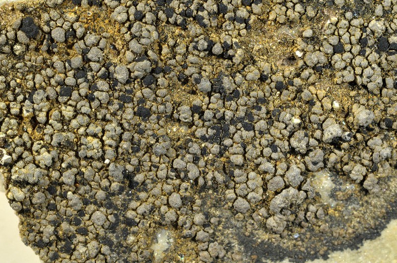 Copeland's Map Lichen photo 5