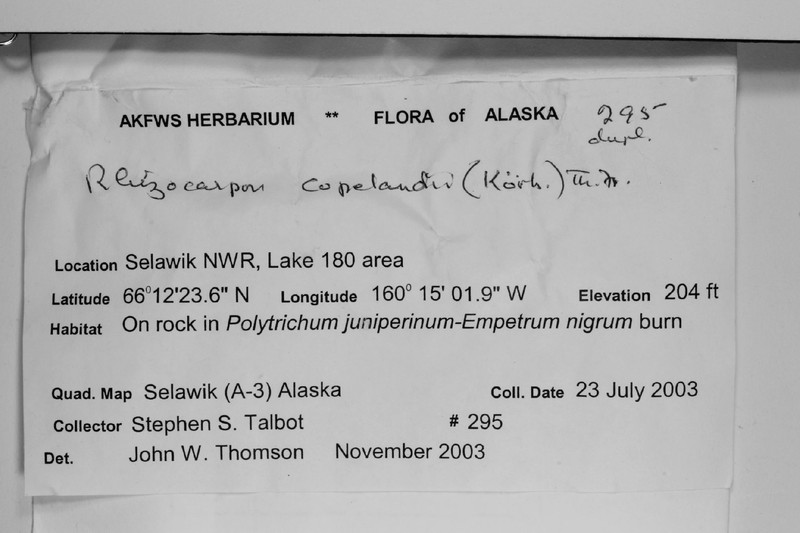 Copeland's Map Lichen photo 6