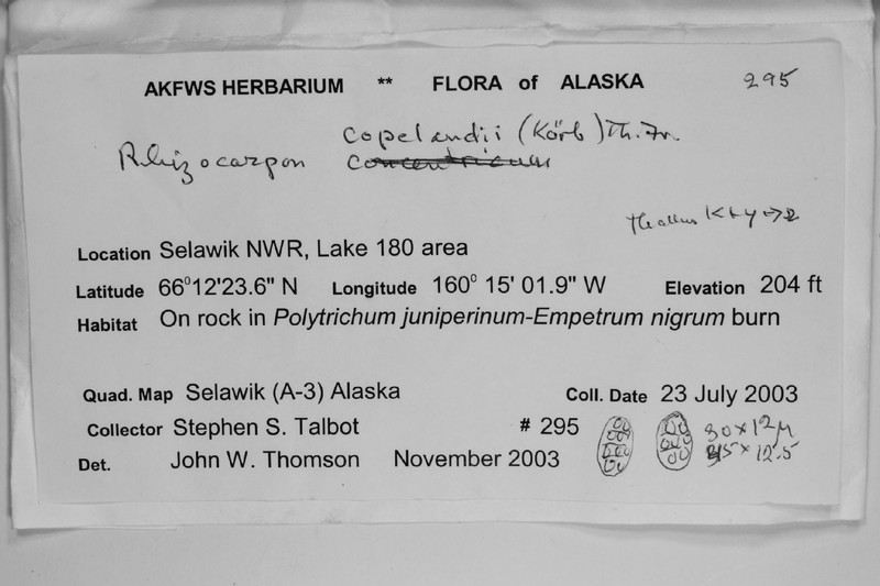 Copeland's Map Lichen photo 7